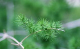 2016 Direct Selling Sementes Seeds 20 Pcs/lot Garden Bonsai Tree Seeds Pine Podo Carpus , Evergreen Shrubs Plant