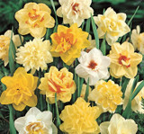 Narcissus Flower Daffodil Seeds Bonsai Plants Double Petals Absorption Radiation Potted DIY Home Garden Plant 100 Pcs