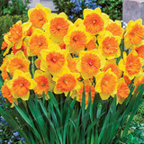 Narcissus Flower Daffodil Seeds Bonsai Plants Double Petals Absorption Radiation Potted DIY Home Garden Plant 100 Pcs