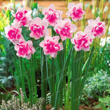 Narcissus Flower Daffodil Seeds Bonsai Plants Double Petals Absorption Radiation Potted DIY Home Garden Plant 100 Pcs