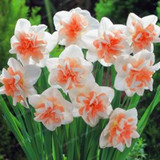 Narcissus Flower Daffodil Seeds Bonsai Plants Double Petals Absorption Radiation Potted DIY Home Garden Plant 100 Pcs