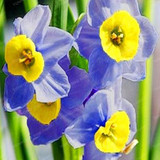 Narcissus Flower Daffodil Seeds Bonsai Plants Double Petals Absorption Radiation Potted DIY Home Garden Plant 100 Pcs