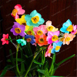 Narcissus Flower Daffodil Seeds Bonsai Plants Double Petals Absorption Radiation Potted DIY Home Garden Plant 100 Pcs