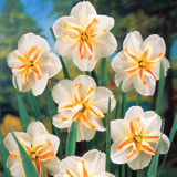 Narcissus Flower Daffodil Seeds Bonsai Plants Double Petals Absorption Radiation Potted DIY Home Garden Plant 100 Pcs