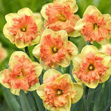 Narcissus Flower Daffodil Seeds Bonsai Plants Double Petals Absorption Radiation Potted DIY Home Garden Plant 100 Pcs