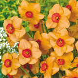 Narcissus Flower Daffodil Seeds Bonsai Plants Double Petals Absorption Radiation Potted DIY Home Garden Plant 100 Pcs