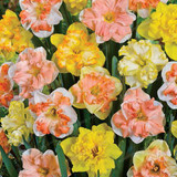 Narcissus Flower Daffodil Seeds Bonsai Plants Double Petals Absorption Radiation Potted DIY Home Garden Plant 100 Pcs