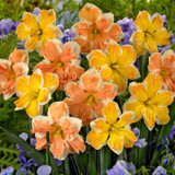 Narcissus Flower Daffodil Seeds Bonsai Plants Double Petals Absorption Radiation Potted DIY Home Garden Plant 100 Pcs