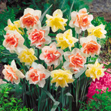 Narcissus Flower Daffodil Seeds Bonsai Plants Double Petals Absorption Radiation Potted DIY Home Garden Plant 100 Pcs