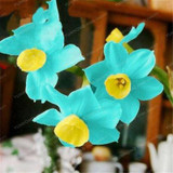 Narcissus Flower Daffodil Seeds Bonsai Plants Double Petals Absorption Radiation Potted DIY Home Garden Plant 100 Pcs