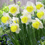 Narcissus Flower Daffodil Seeds Bonsai Plants Double Petals Absorption Radiation Potted DIY Home Garden Plant 100 Pcs