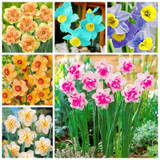 Narcissus Flower Daffodil Seeds Bonsai Plants Double Petals Absorption Radiation Potted DIY Home Garden Plant 100 Pcs
