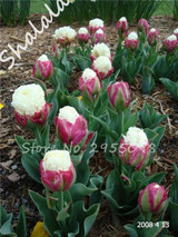 On Sale 10 pcs/bag Bonsai Tulip Seeds Tulip "Ice Cream" Flowers (Not Tulip Bulbs),Fresh Flower Seeds Potted Planted Good Quality