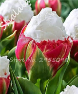 On Sale 10 pcs/bag Bonsai Tulip Seeds Tulip "Ice Cream" Flowers (Not Tulip Bulbs),Fresh Flower Seeds Potted Planted Good Quality