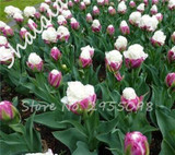 On Sale 10 pcs/bag Bonsai Tulip Seeds Tulip "Ice Cream" Flowers (Not Tulip Bulbs),Fresh Flower Seeds Potted Planted Good Quality