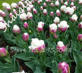 On Sale 10 pcs/bag Bonsai Tulip Seeds Tulip "Ice Cream" Flowers (Not Tulip Bulbs),Fresh Flower Seeds Potted Planted Good Quality