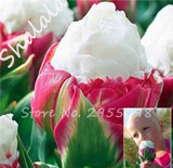 On Sale 10 pcs/bag Bonsai Tulip Seeds Tulip "Ice Cream" Flowers (Not Tulip Bulbs),Fresh Flower Seeds Potted Planted Good Quality