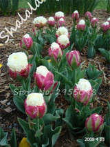 On Sale 10 pcs/bag Bonsai Tulip Seeds Tulip "Ice Cream" Flowers (Not Tulip Bulbs),Fresh Flower Seeds Potted Planted Good Quality