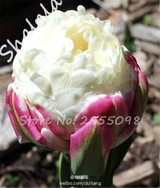 On Sale 10 pcs/bag Bonsai Tulip Seeds Tulip "Ice Cream" Flowers (Not Tulip Bulbs),Fresh Flower Seeds Potted Planted Good Quality