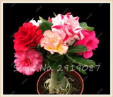 2 Pcs Mixed Desert Rose Seeds Adenium Obesum Seeds Double Petals Balcony Bonsai Flowers Seeds 100% True Seed Beauty Your Garden