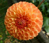 2 BulbTrue Color Mixing Dahlia Bulbs Flower,Bonsai Flower Bulb,Symbolizes Courage And Lucky,Home Garden Plant-(Not Dahlia Seeds)