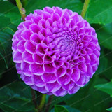 2 Bulb True Purple Dahlia Bulbs Flower,Bonsai Flower Bulb,Symbolizes Courage And Lucky,Home Garden Plant-(Not Dahlia Seeds)