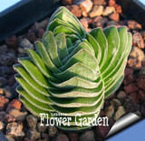 Sale!Succulents seeds Echinopsis tubiflora, cactus seeds, rare flower cactus,about 10 Pcs/Pack,#5E8E4U