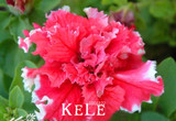 Sale!Garden Petunia petals flower seeds for garden petunia semillas de petunias, 100 seeds/Lot,#XLPIDA