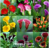 Sale!Calla lily seed imported from Holland, calla lily seedlings - 50 PCS/Pack,#CYW15M