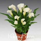 Sale!Calla lily seed imported from Holland, calla lily seedlings - 50 PCS/Pack,#CYW15M