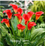 Sale!Calla lily seed imported from Holland, calla lily seedlings - 50 PCS/Pack,#CYW15M