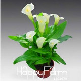 Sale!Calla lily seed imported from Holland, calla lily seedlings - 50 PCS/Pack,#CYW15M