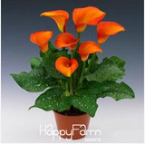 Sale!Calla lily seed imported from Holland, calla lily seedlings - 50 PCS/Pack,#CYW15M