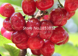 Sale!2016 Asian Rare Cherry Seeds Fruit Seeds 10pcs/pack Bonsai Seeds Free Shipping