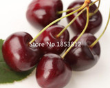 Sale!2016 Asian Rare Cherry Seeds Fruit Seeds 10pcs/pack Bonsai Seeds Free Shipping