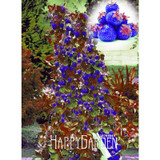 Sale!400 Pieces/pack Blue Climbing Strawberry tree Seeds,rare Fruit Seeds For Home &amp; Garden bonsai,Free Shipping,#6HDDSV