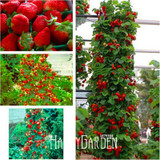 Sale!400 Pieces/pack Blue Climbing Strawberry tree Seeds,rare Fruit Seeds For Home &amp; Garden bonsai,Free Shipping,#6HDDSV