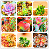 Sale!10pcs/Lot 99 Kinds to choose Lithops Seeds Succulents Seeds Pseudotruncatella Office Bonsai Flower Seeds,#89VY9I