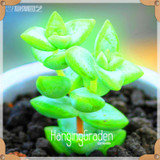 Sale!10pcs/Lot 99 Kinds to choose Lithops Seeds Succulents Seeds Pseudotruncatella Office Bonsai Flower Seeds,#89VY9I