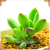 Sale!10pcs/Lot 99 Kinds to choose Lithops Seeds Succulents Seeds Pseudotruncatella Office Bonsai Flower Seeds,#89VY9I