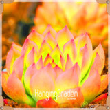 Sale!10pcs/Lot 99 Kinds to choose Lithops Seeds Succulents Seeds Pseudotruncatella Office Bonsai Flower Seeds,#89VY9I