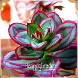 Sale!10pcs/Lot 99 Kinds to choose Lithops Seeds Succulents Seeds Pseudotruncatella Office Bonsai Flower Seeds,#89VY9I