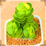 Sale!10pcs/Lot 99 Kinds to choose Lithops Seeds Succulents Seeds Pseudotruncatella Office Bonsai Flower Seeds,#89VY9I