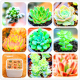Sale!10pcs/Lot 99 Kinds to choose Lithops Seeds Succulents Seeds Pseudotruncatella Office Bonsai Flower Seeds,#89VY9I