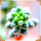Sale!10pcs/Lot 99 Kinds to choose Lithops Seeds Succulents Seeds Pseudotruncatella Office Bonsai Flower Seeds,#89VY9I