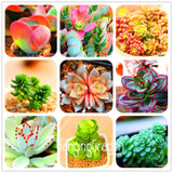Sale!10pcs/Lot 99 Kinds to choose Lithops Seeds Succulents Seeds Pseudotruncatella Office Bonsai Flower Seeds,#89VY9I