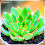 Sale!10pcs/Lot 99 Kinds to choose Lithops Seeds Succulents Seeds Pseudotruncatella Office Bonsai Flower Seeds,#89VY9I