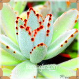 Sale!10pcs/Lot 99 Kinds to choose Lithops Seeds Succulents Seeds Pseudotruncatella Office Bonsai Flower Seeds,#89VY9I