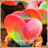 Sale!10pcs/Lot 99 Kinds to choose Lithops Seeds Succulents Seeds Pseudotruncatella Office Bonsai Flower Seeds,#89VY9I