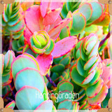 Sale!10pcs/Lot 99 Kinds to choose Lithops Seeds Succulents Seeds Pseudotruncatella Office Bonsai Flower Seeds,#89VY9I